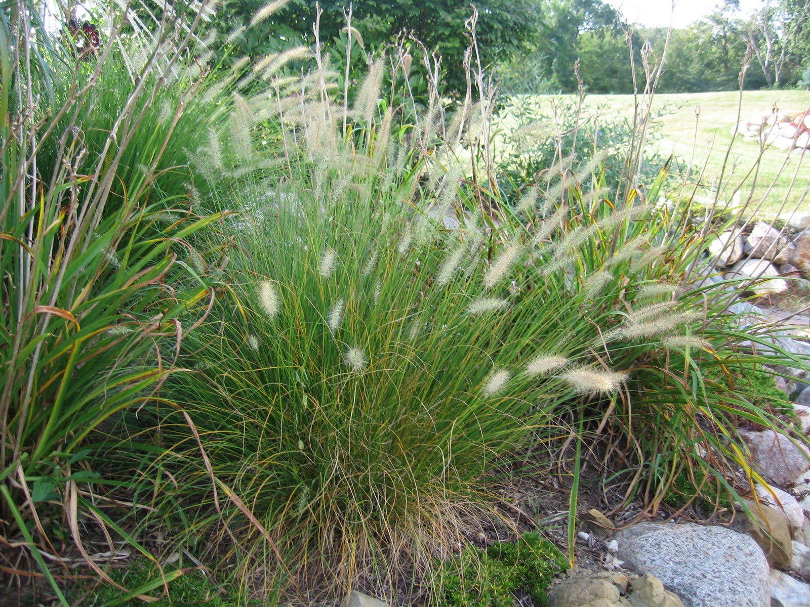 What Is Hamlin Fountain Grass? Control Guide What Is Hamlin Fountain Grass? Control Guide