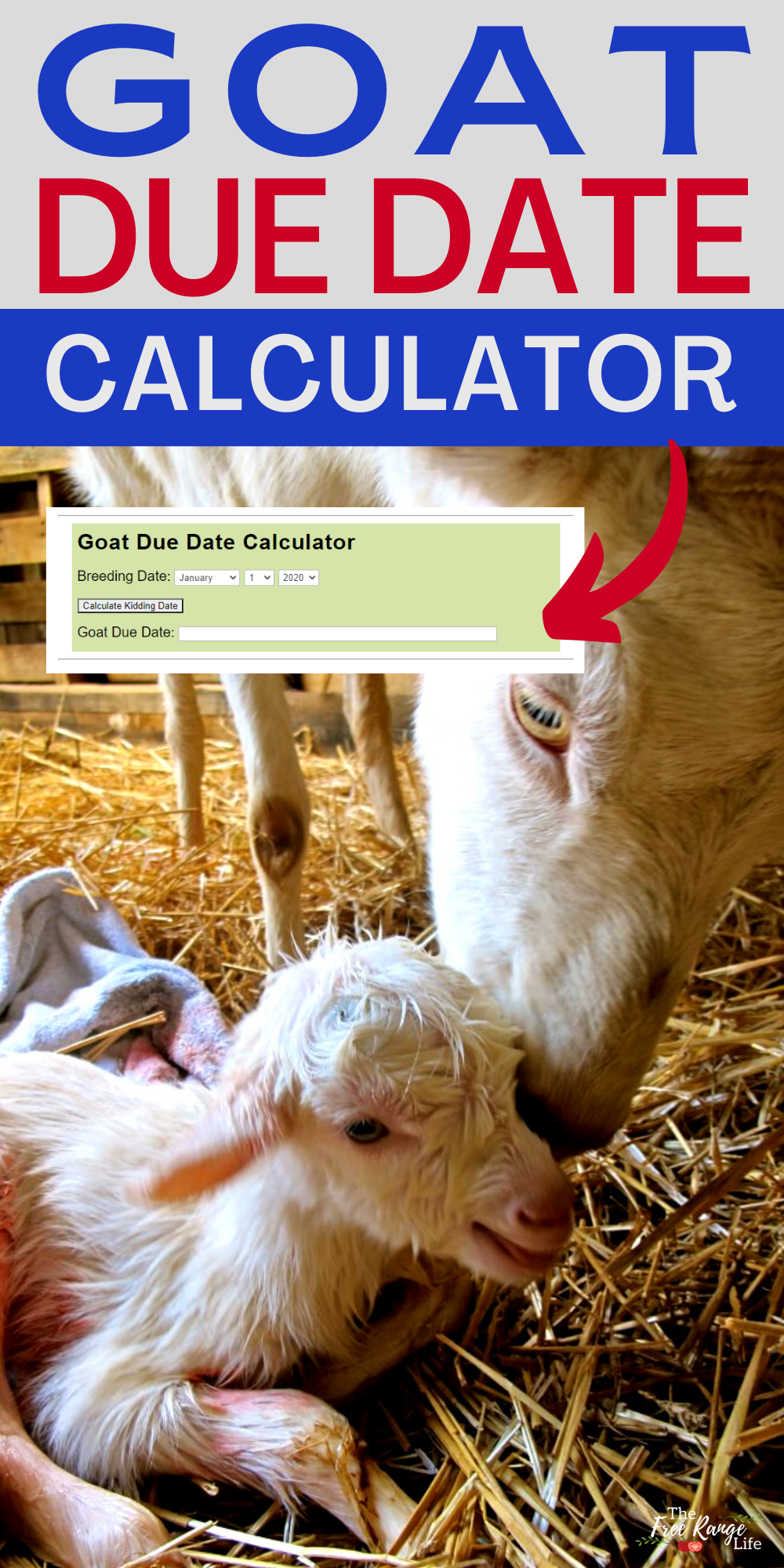 What Is Horse Gestation? Calculate Due Date
