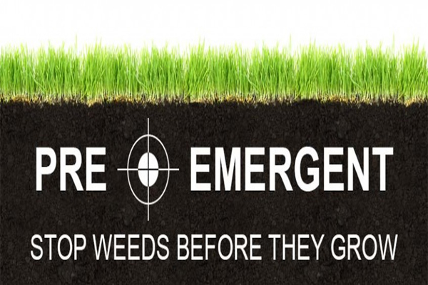 What Is Lawn Pre Emergent? Stop Weeds Now