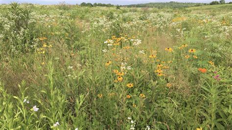 What Is Meadow Grassland? Restoration Tips