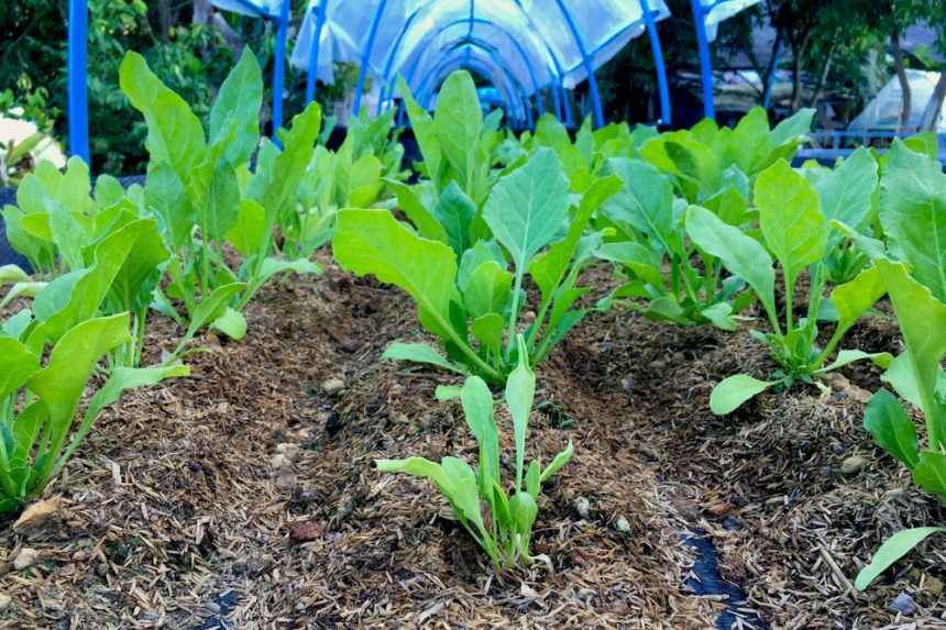 What Is Plant Spacing What Is Plant Spacing