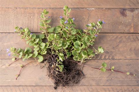 What Kills Creeping Charlie? Effective Removal Tips