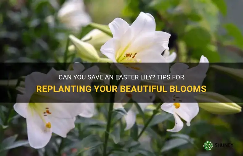 What Kills Easter Lily? Tips To Save Yours