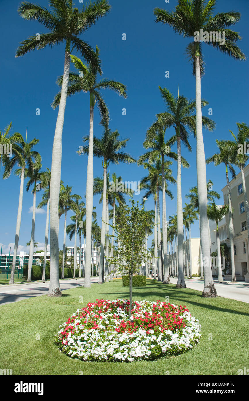 What Kills Royal Palm Trees? Expert Care Solutions