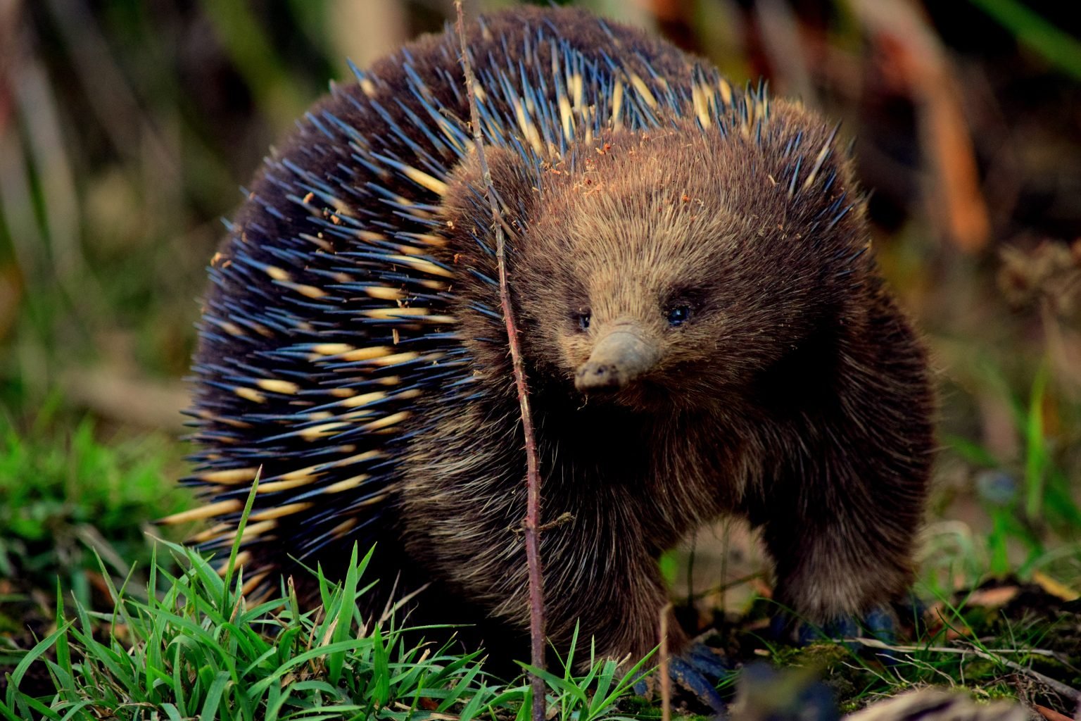 What Mammals Lay Egg