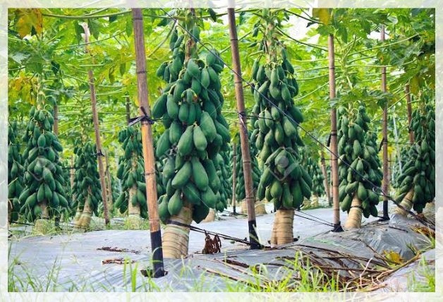 What Slows Paw Paw Growth? Boost Rate Now