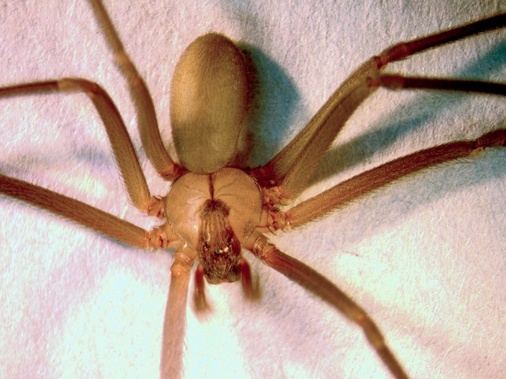 What Spiders Are Common In Texas? Id Guide What Spiders Are Common In Texas? Id Guide