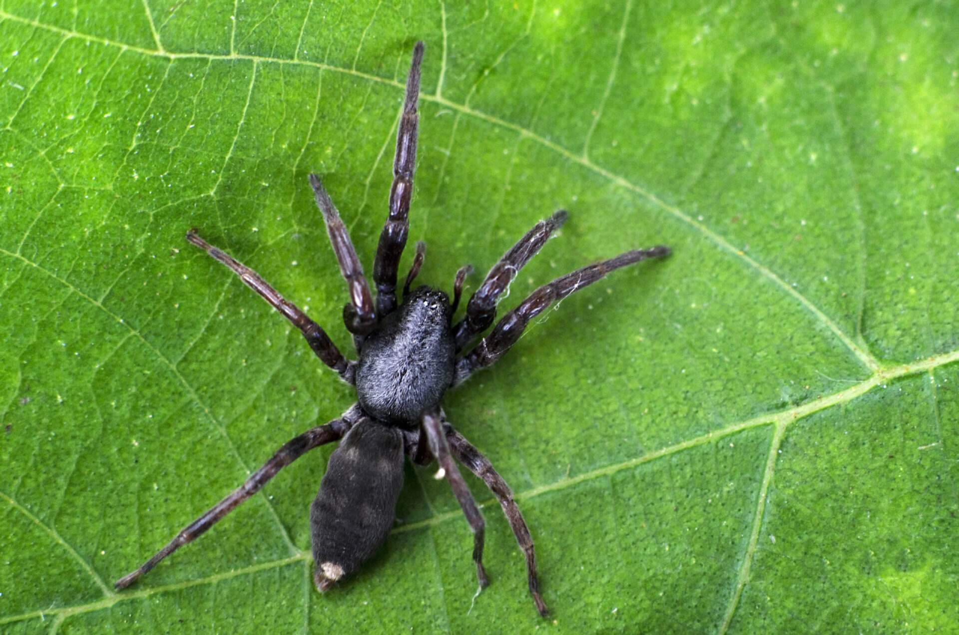 When Are White Spiders Active? Safety Tips Inside