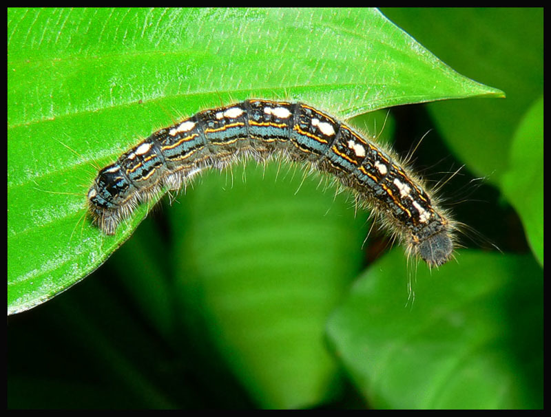 When Do Forest Tent Caterpillars Hatch? Prevention Guide