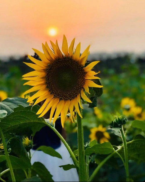 When Do Sunflowers Die? Maximizing Bloom Time