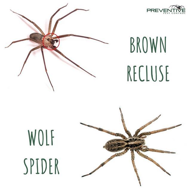 When Is Wolf Spider Or Brown Recluse Venomous? Safety Tips