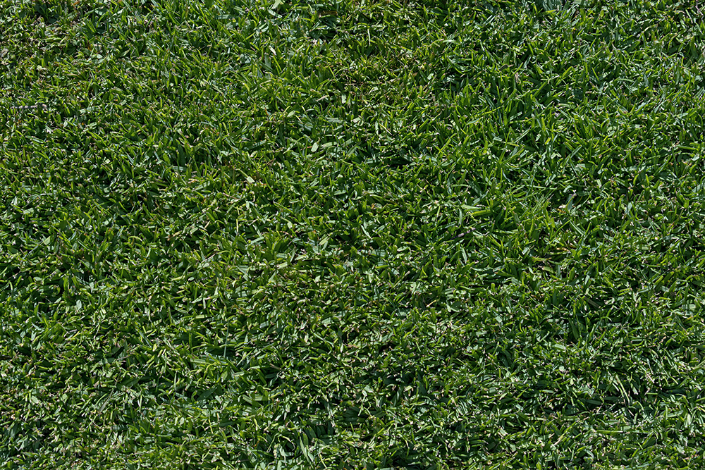 When To Fertilize St Augustine? Seasonal Care Tips