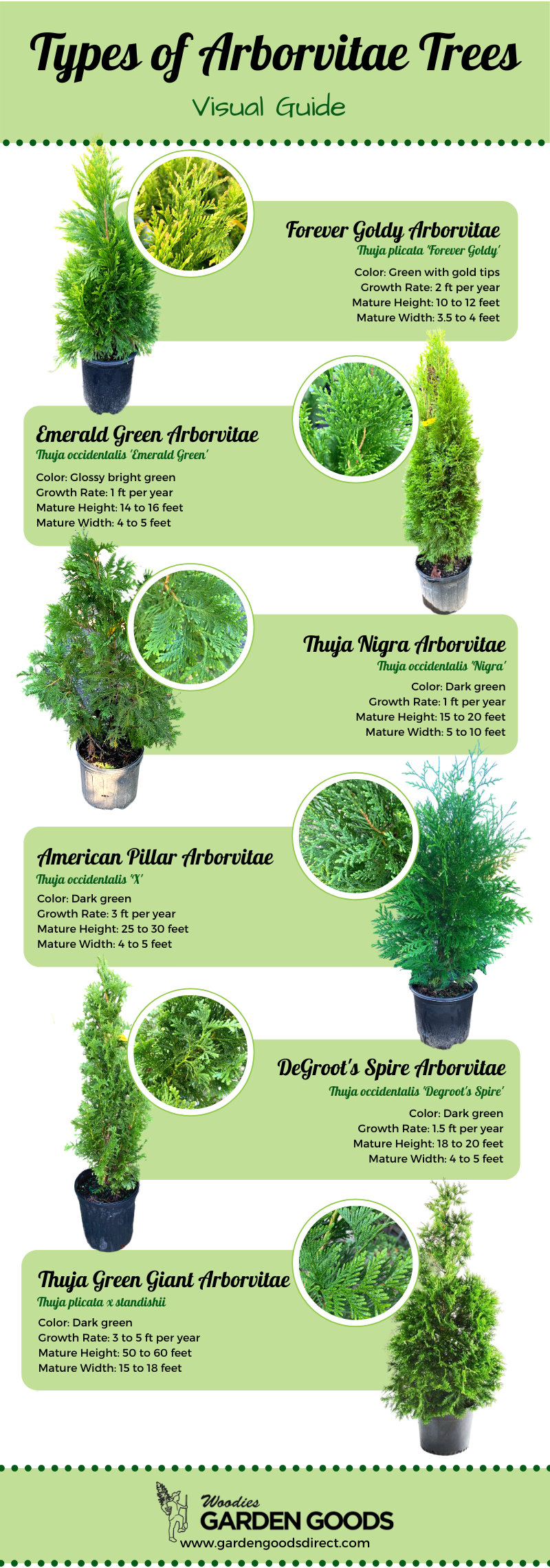 When To Plant Arborvitae When To Plant Arborvitae