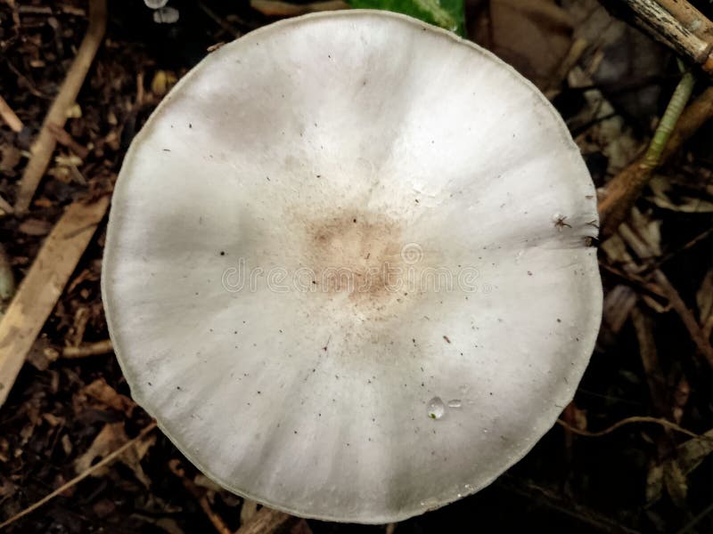 White Mushrooms In Yard Poisonous