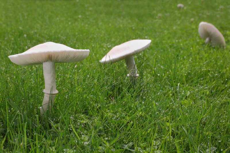 White Mushrooms On Lawn Stock Image Image Of Mushroom 33797109 White Mushrooms On Lawn Stock Image Image Of Mushroom 33797109