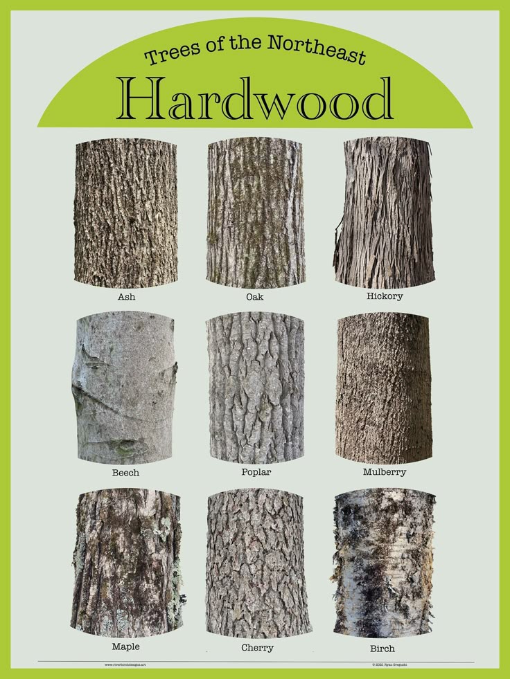 Why Does Maple Tree Bark Split? Prevention Guide