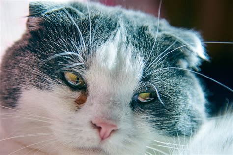 Why Is My Cat's Eye Runny? Easy Fixes