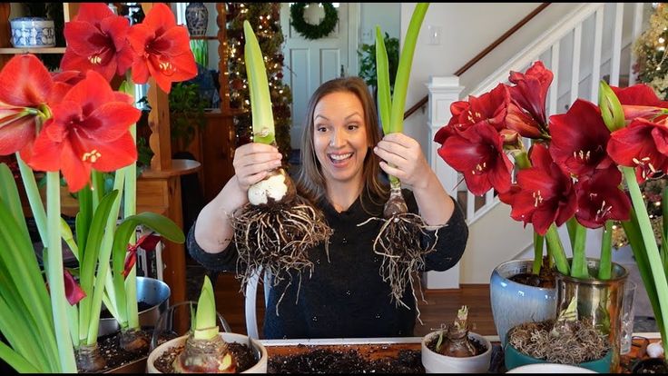 Why Isn't My Amaryllis Blooming
