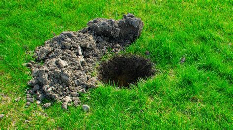 Why Lawn Holes Happen? Easy Repair Tips