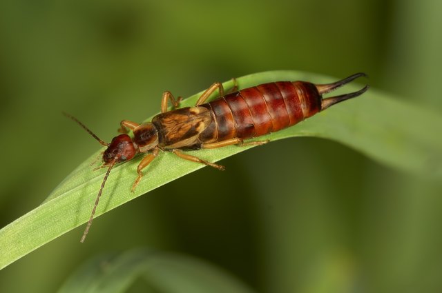 Why So Many Pincher Bugs