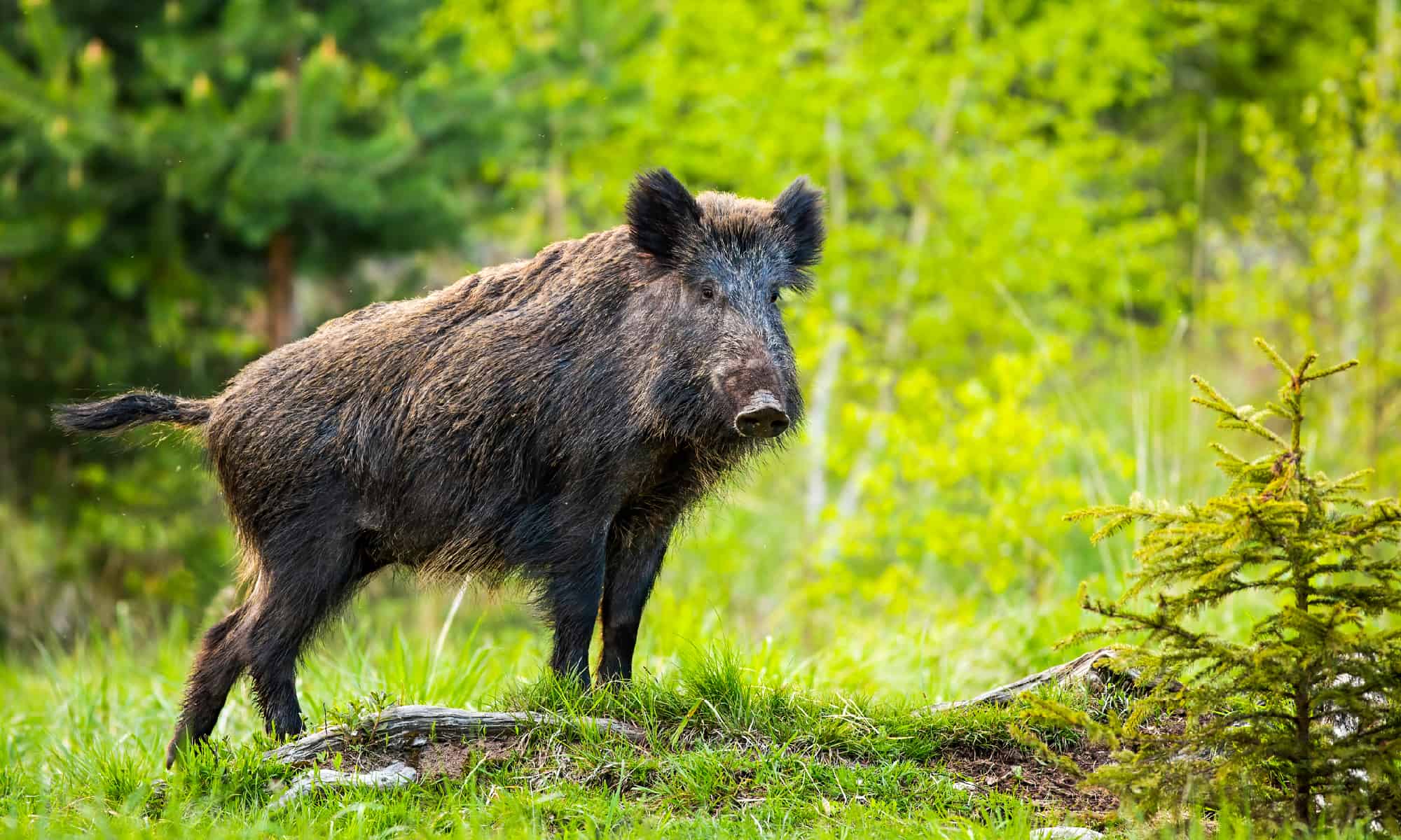 Wild Boar In Arizona