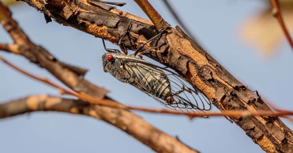 Will Cicadas Eat Tomato Plants