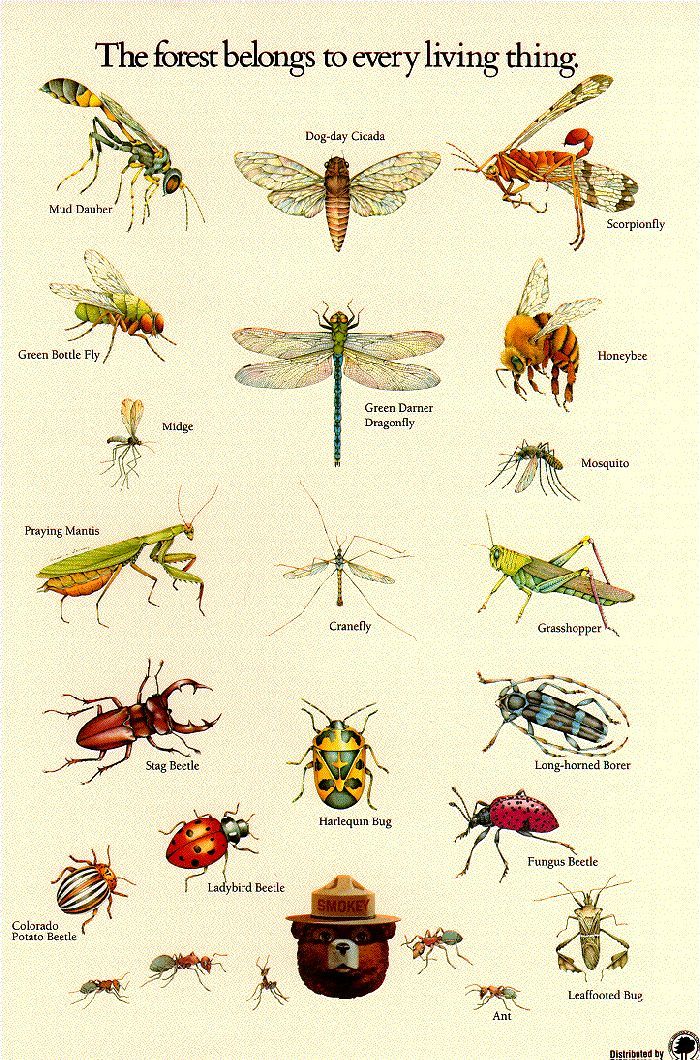 Winged Insect Identifier