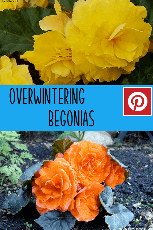 Wintering Over Begonias: Protect Your Plants