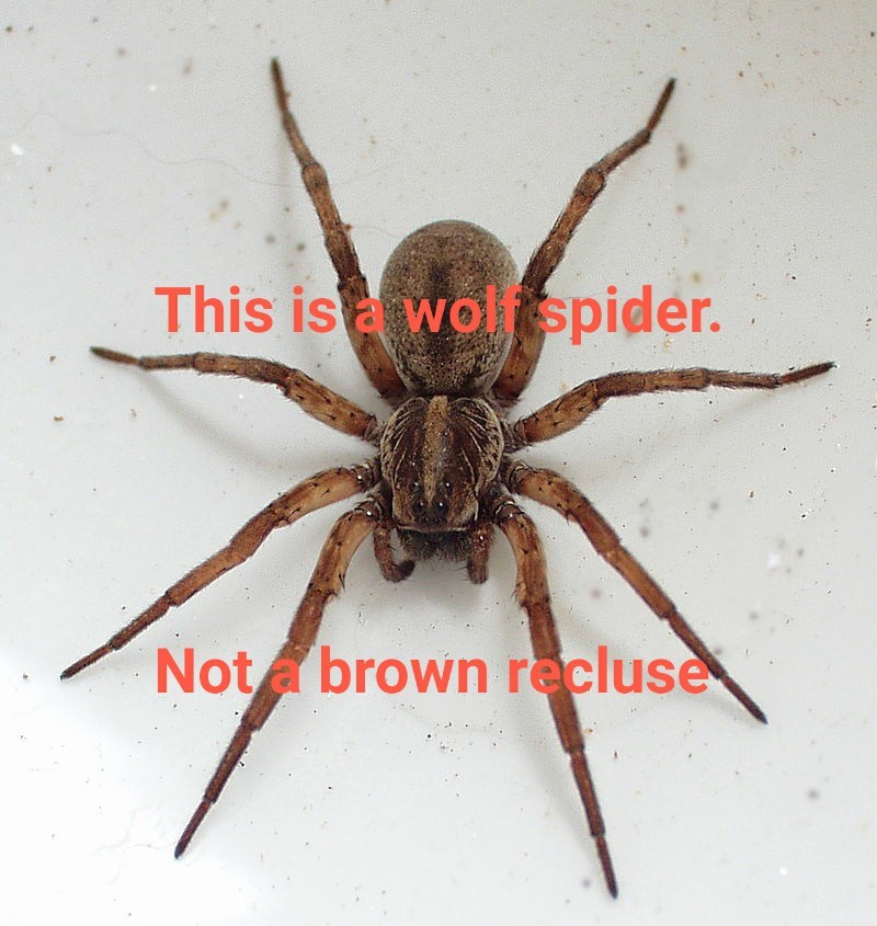 Wolf Spider Or Brown Recluse
