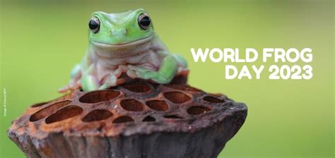World Frog Day Facts: Conservation Guide