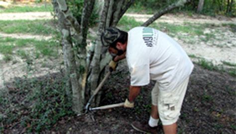 Yaupon Holly Trimming