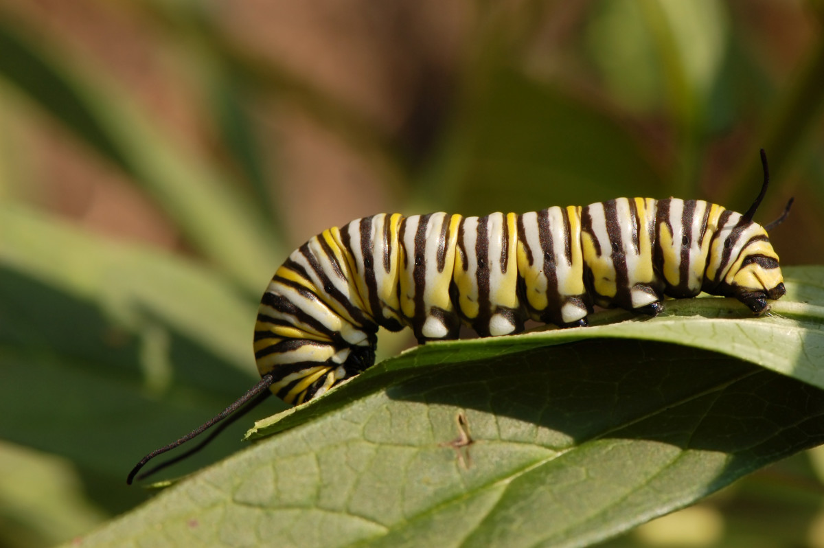 Yellow Fur Caterpillar: Identification Tips