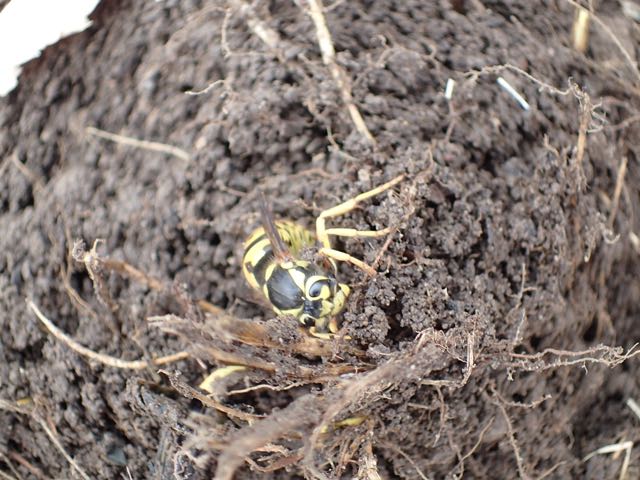 Yellow Jacket Queens